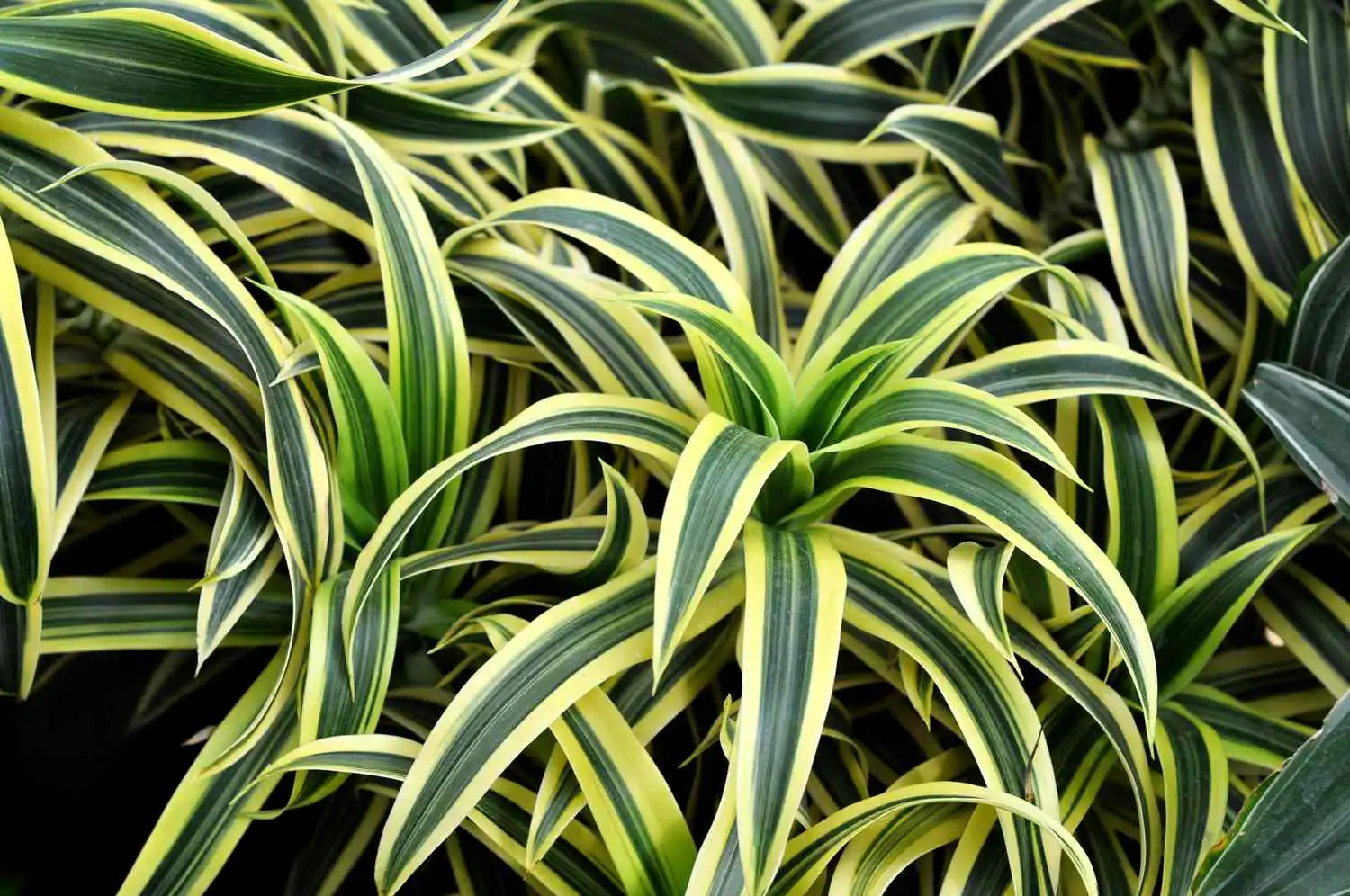 Are There Any Side Effects or Risks Associated with Dracaena Extract?